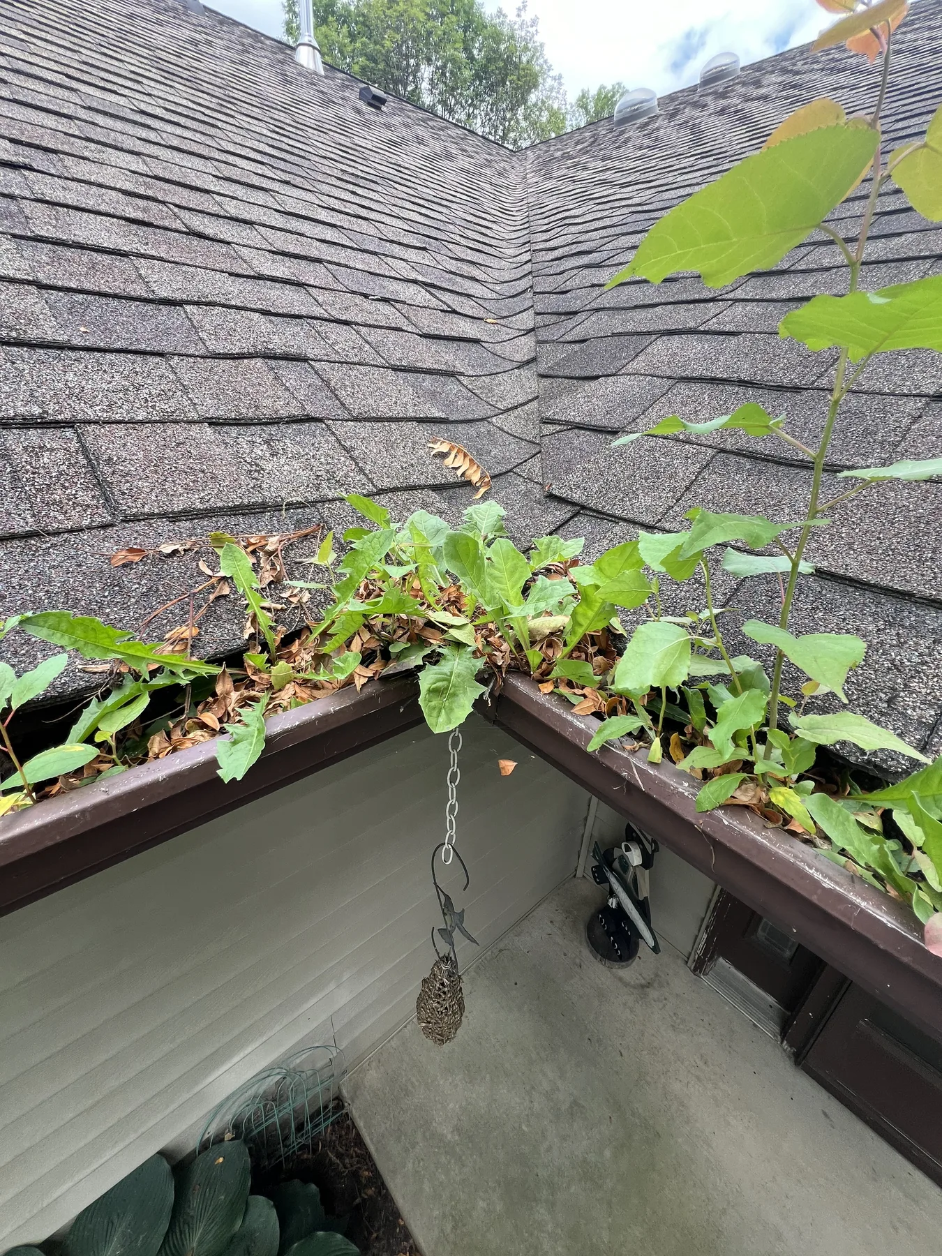 Leaves and organic debris in a gutter before Majestic Shine gutter cleaning